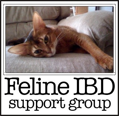 Feline IBD Support Group