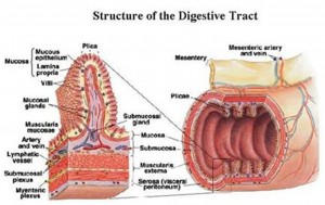 structure of digestive tract